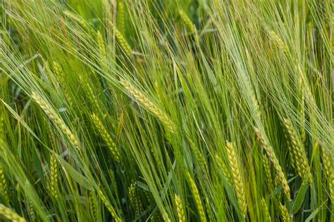 robust barley.